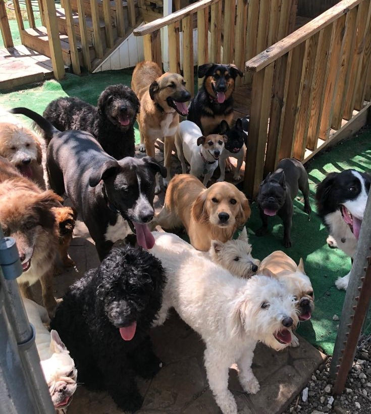 Daycare for Dogs to Socialize In Tulsa and Skiatook Oklahoma