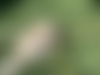 How to Use an E-Collar to Stop a Dog from Chewing on Socks, Shoes, Paper, or Cords