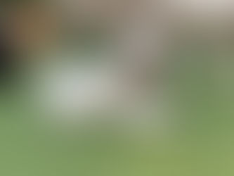 Using Treats and an E-Collar for Potty Training: A Comprehensive Guide