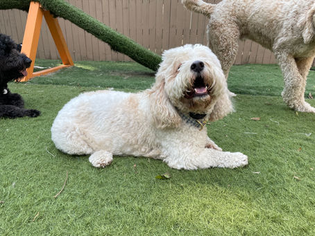 Using Treats and an E-Collar for Potty Training: A Comprehensive Guide