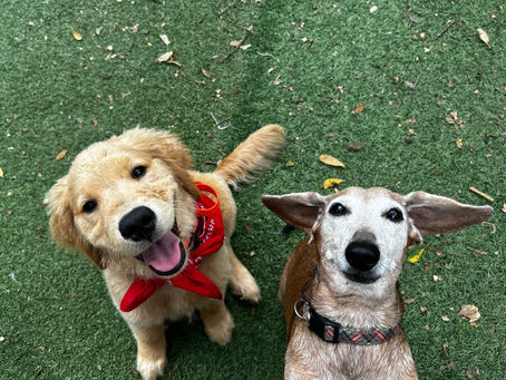 The Importance of Patience and Consistency in Training Your Dog