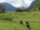 noires%20du%20velay_edited.jpg