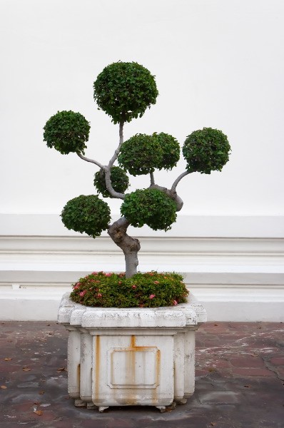 Bonsai-träd