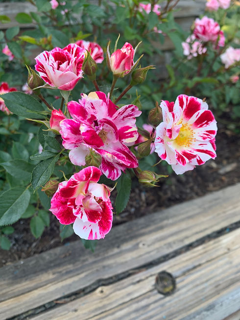 Graceful blooms, embodying serene beauty