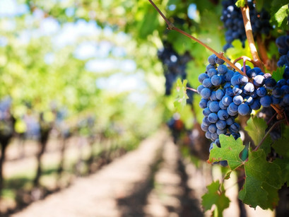 The Most Beautiful Wineries Near St. Louis