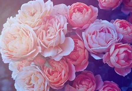 flowers_edited.jpg