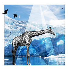 giraffe_ice
