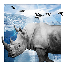 rhino_ice