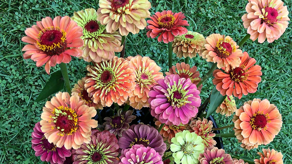 Father's Day Weekend U-Pick Event (Saturday)