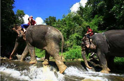 Patara-Elephant-Camp-Chiang-Mai-560x369.jpg