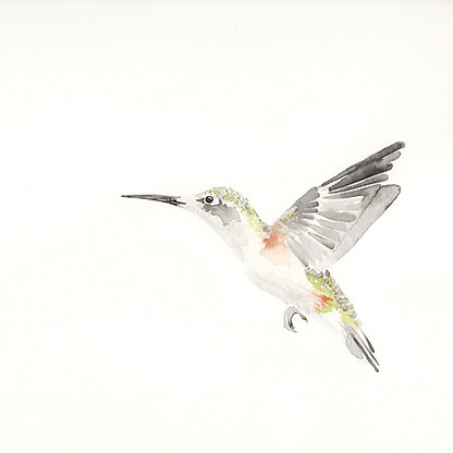 Watercolor painting of Black-chinned Hummingbird.