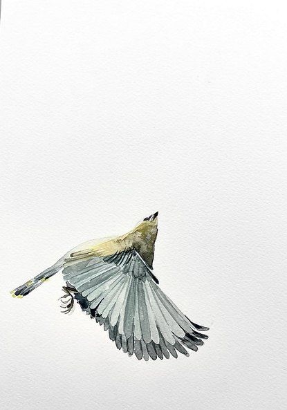 Watercolor painting of Cedar Waxwing.