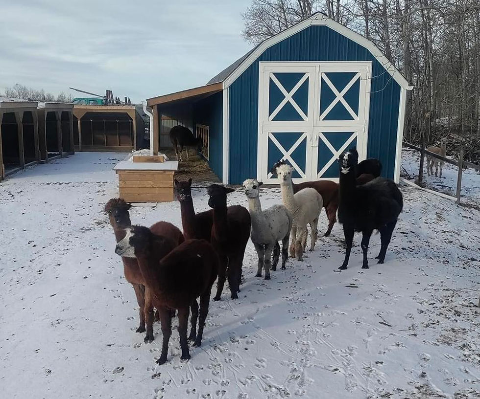 Alpaca Sponsorships