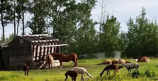 Alpaca & Horses in Harmony_edited.jpg
