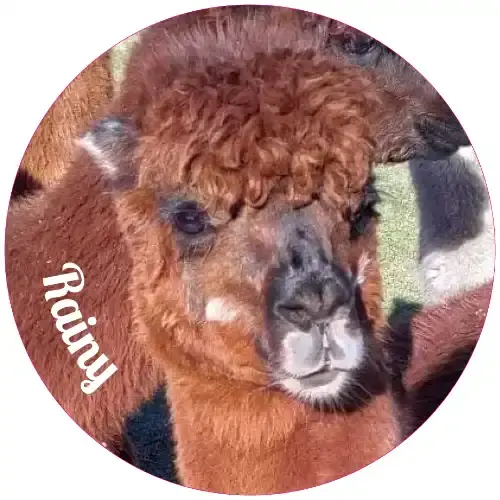 Thumbnail: #2 - Key Chains & Ornaments