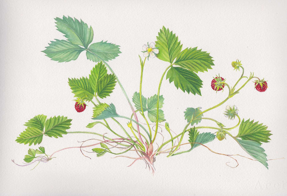 final_illustration_cmyk_klein.jpg
