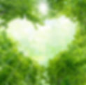 Green leaves background.jpg