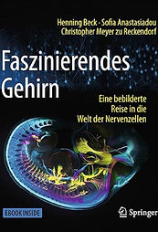 Das Gehirn in 30 Sekunden - Die wichtigsten Erkenntnisse und Theorien aus der Geschichte d