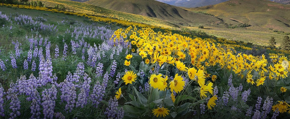 Sun flower.jpeg