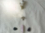 18021217865070301_edited.jpg