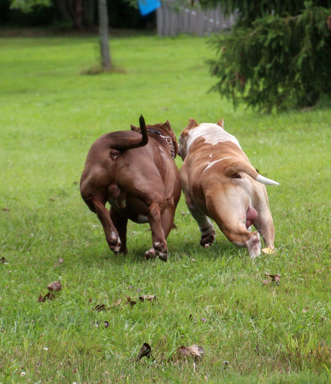 big booty dogs.JPG
