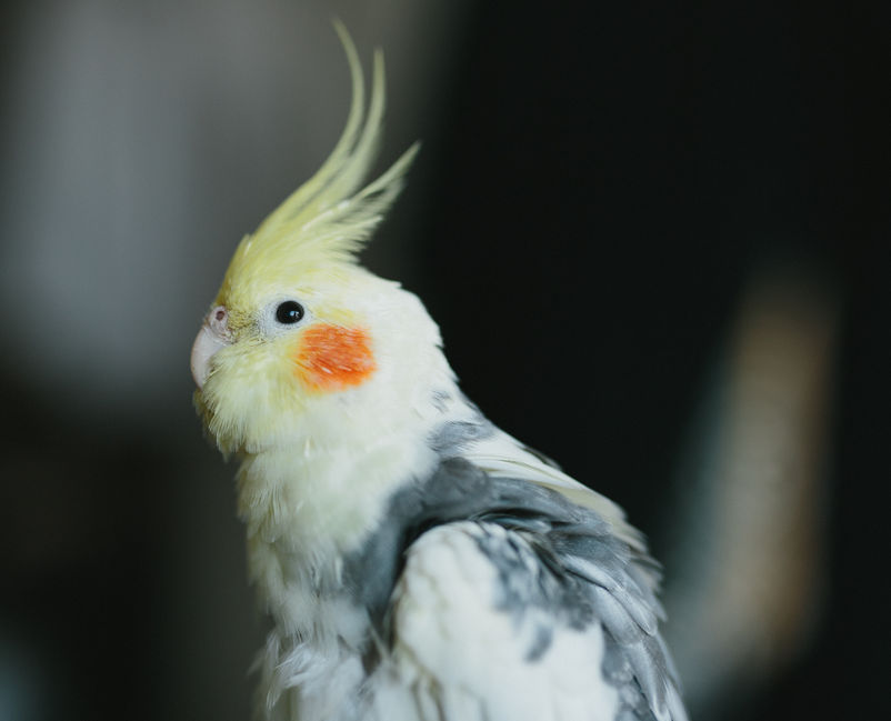 Mouyan the cockatiel