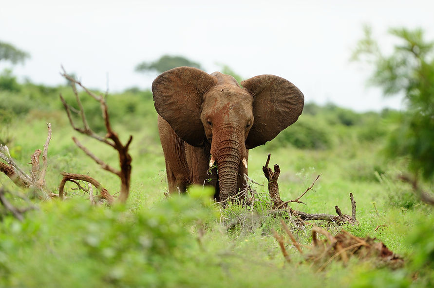 elephant-covered-mud-logs-wood-grass-covered-field.jpg