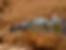IMG_1160.jpeg