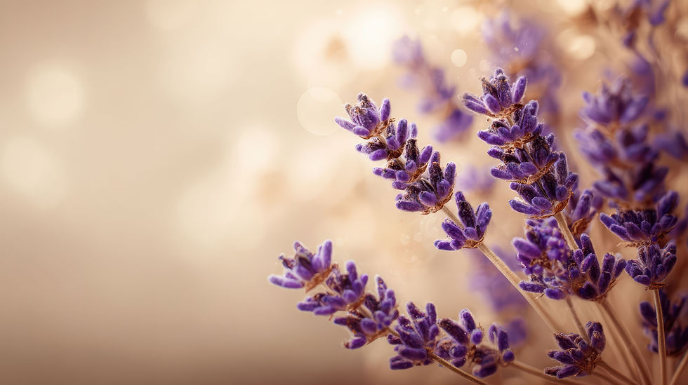 close-up-lavender-flowers-with-soft-bokeh