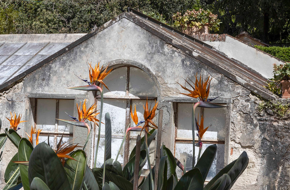 Birds of paradise flowers in front of an old building