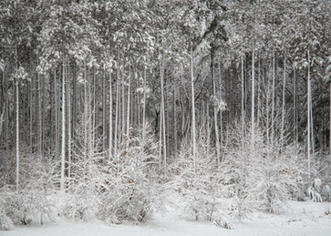 Riley Trails March Snow-039.jpg