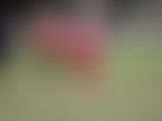 Step up for under 8’s