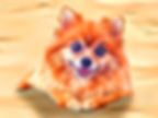 Pomeranian Puppy Smile