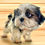 Thumbnail: Shih Tzu Love