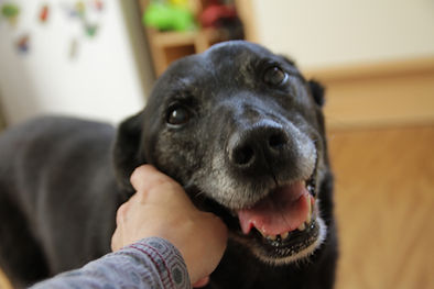 Scout, the dog belonging to Charley Hellier, artist.
