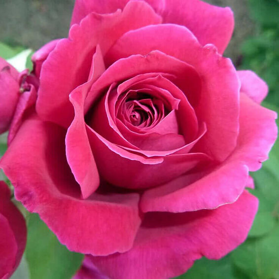 Rose, Red Bulgaria Pic.jpg