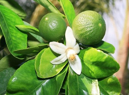 Essence of the Week...Sweet Lime