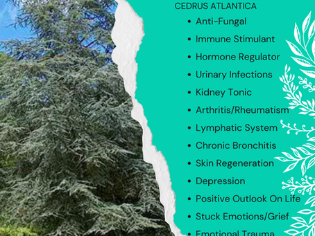 Aromatherapy Share: Essence of the Week - Cedarwood, Atlas (Cedrus Atlantica)...