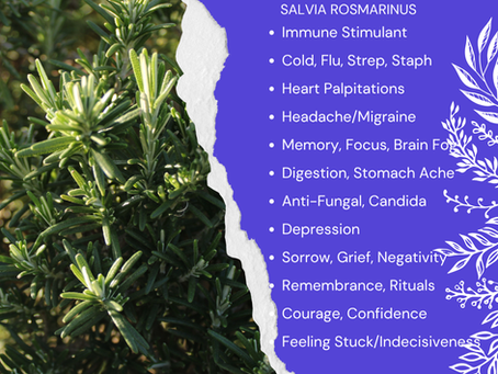 Aromatherapy Share: Essence of the Week: Rosemary, Cineole (Salvia Rosmarinus)...