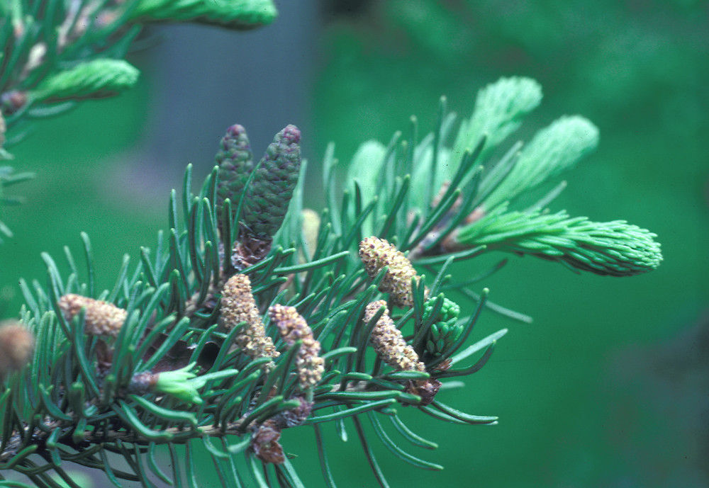 Healing Gift Set For Immunity