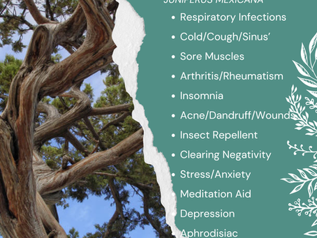 Aromatherapy Share: Essence of the Week - Cedarwood, Texas (Juniperus Mexicana)...