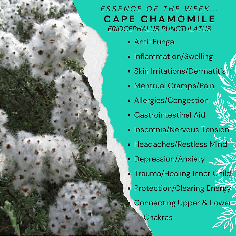 Aromatherapy Share: Essence of the Week - Chamomile, Cape (Eriocephalus punctulatus)...
