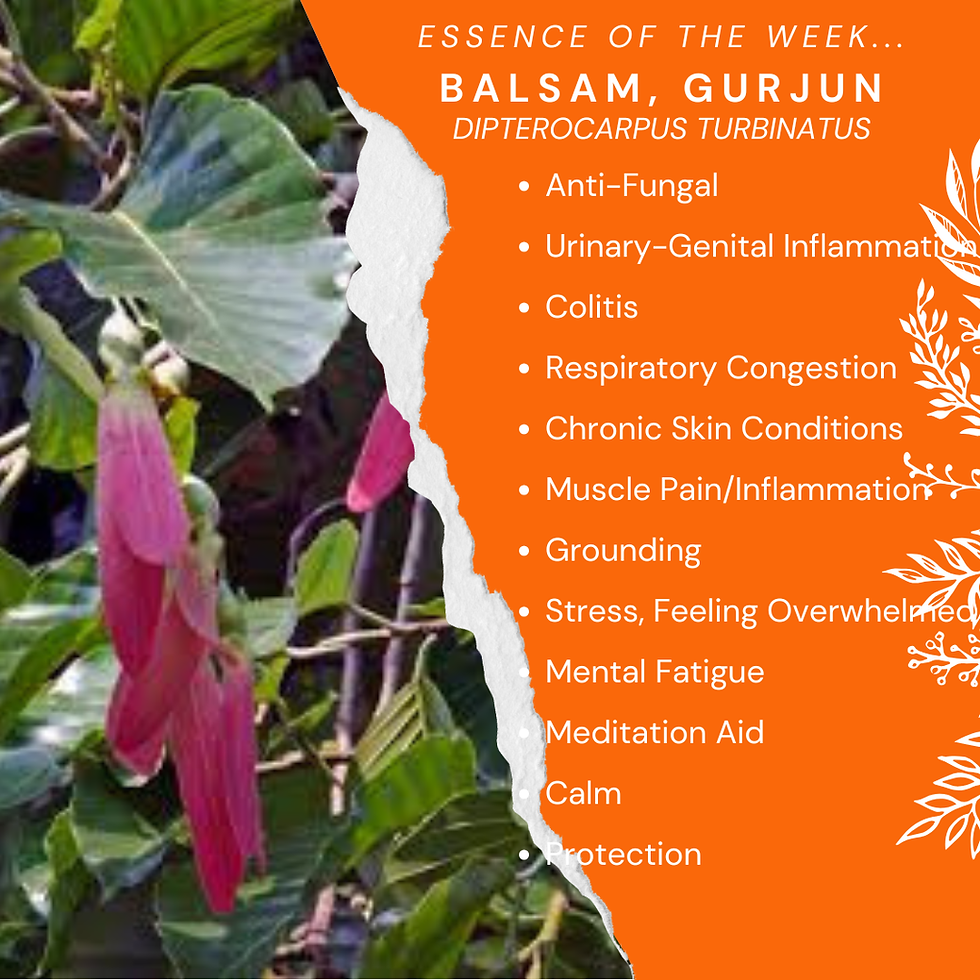 Aromatherapy Share: Essence of the Week - Balsam, Gurjun (Dipterocarpus turbinatus)...