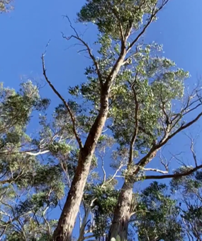 Aromatherapy Share: Essence of the Week - Eucalyptus Mint...