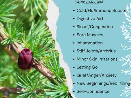Aromatherapy Share: Essence of the Week: Tamarack (Larix Laricina) ...