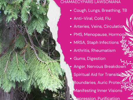 Aromatherapy Share: Lawson Cypress (Chamaecyparis lawsoniana)...