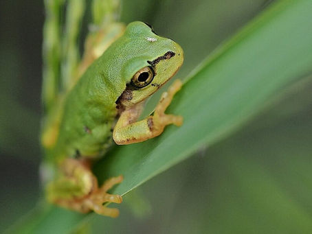 Good News From Around The World: Japanese Team Finds Frog Bacteria That Wipes Out Cancer Tumors With A Single Dose...