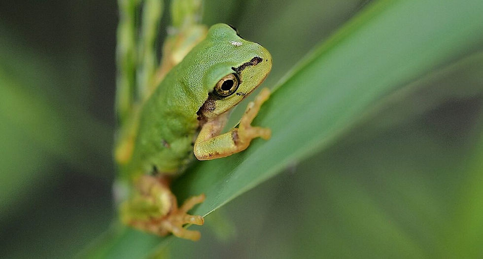 Good News From Around The World: Japanese Team Finds Frog Bacteria That Wipes Out Cancer Tumors With A Single Dose...