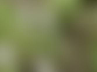 Good News From Around The World: Scientist Discovers New Species of Wildflower That Only Grows in New Jersey...