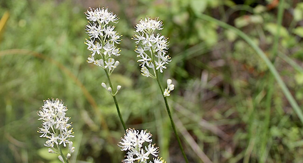 Good News From Around The World: Scientist Discovers New Species of Wildflower That Only Grows in New Jersey...